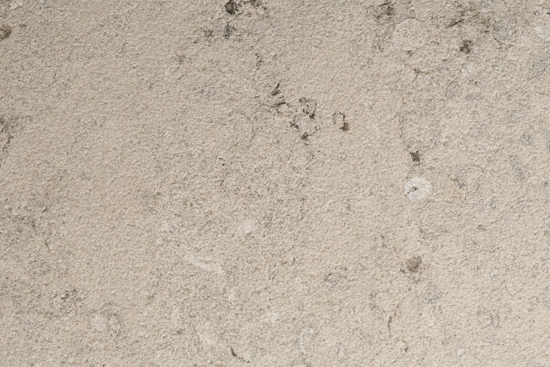 Amonite Grey